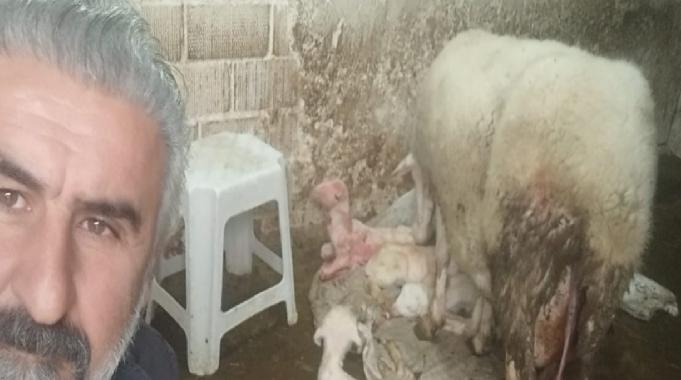 Denizli'de dördüz doğuran koyun, sahibini sevindirdi