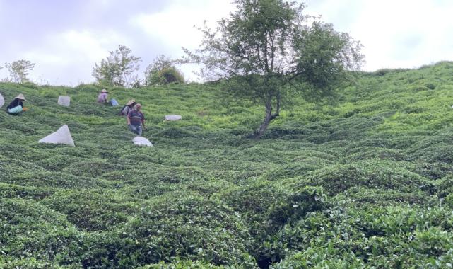 Doğu Karadeniz'de yıllık çay rekoltesi 1 milyon 438 bin tonun üzerinde