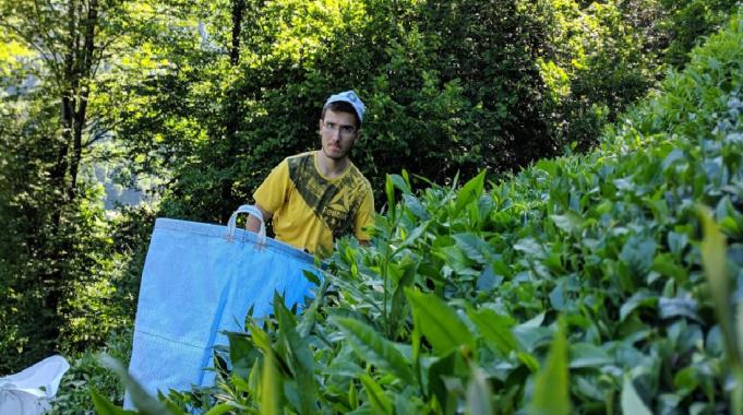 Doğu Karadeniz&#039;de yıllık çay rekoltesi 1 milyon 438 bin tonun üzerinde