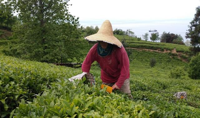 Doğu Karadeniz'de yıllık çay rekoltesi 1 milyon 438 bin tonun üzerinde