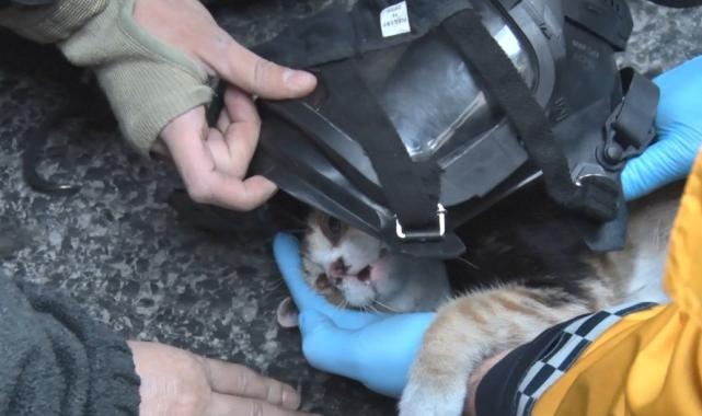 İstanbul'da yangından kurtarılan kediye kalp masajı