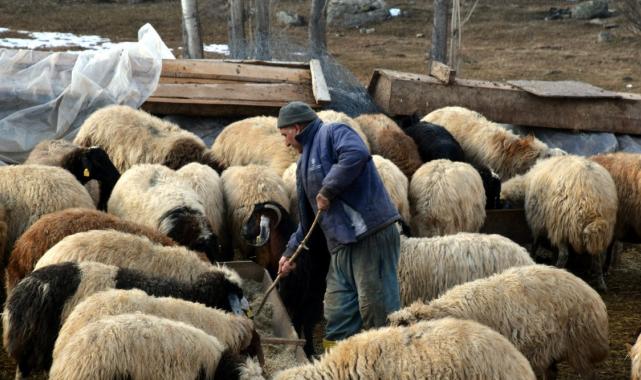 İstanbul'dan köyüne döndü aldığı 100 koyunu 520'ye çıkardı