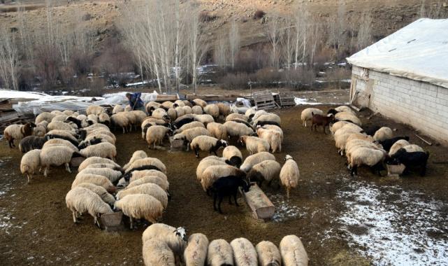 İstanbul'dan köyüne döndü aldığı 100 koyunu 520'ye çıkardı