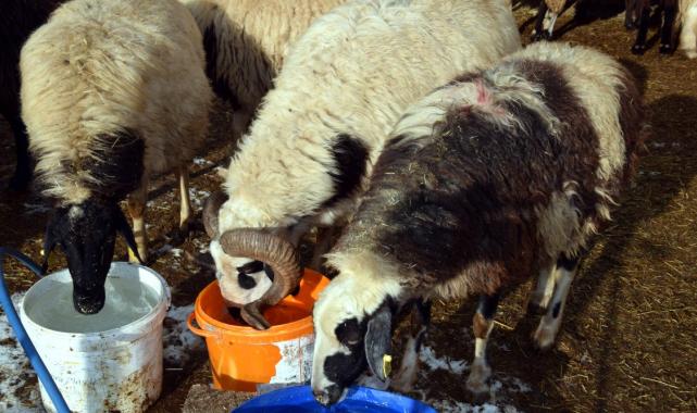 İstanbul'dan köyüne döndü aldığı 100 koyunu 520'ye çıkardı
