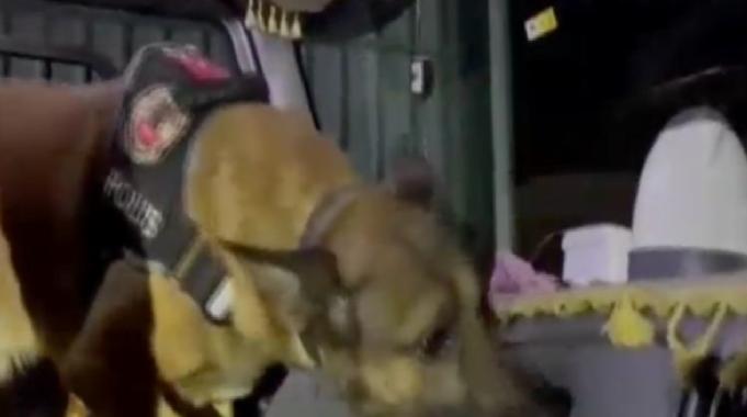 Osmaniye'de kasım ayının en başarılısı Narkotik köpeği ‘Pars’ oldu