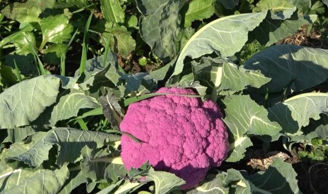 Samsun'da rengarenk karnabaharların hasadı yapıldı