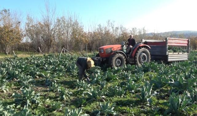 Samsun'da rengarenk karnabaharların hasadı yapıldı