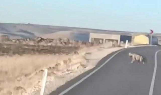 Şanlıurfa'da Anadolu sırtlanı ile yaralı çakal kameralara yansıdı