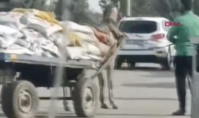 Şanlıurfa'da yük taşıyan ata eziyet anları tepki çekti