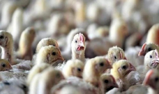 ABD'de kuş gribi alarmı! Bir eyalette acil durum ilan edildi