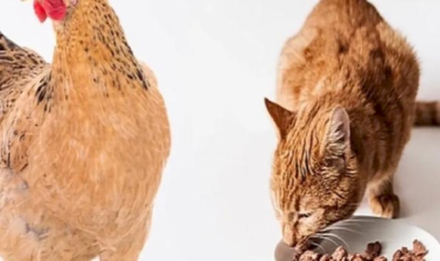 ABD'de kuş gribi salgını yayılıyor!