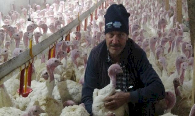 Bolu’da yılbaşına özel 150 bin hindi üretildi