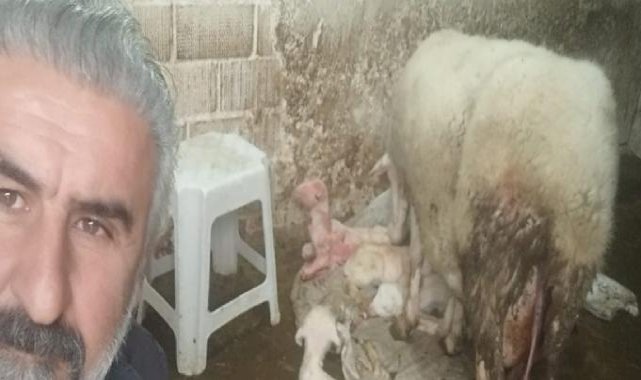 Denizli'de dördüz doğuran koyun, sahibini sevindirdi