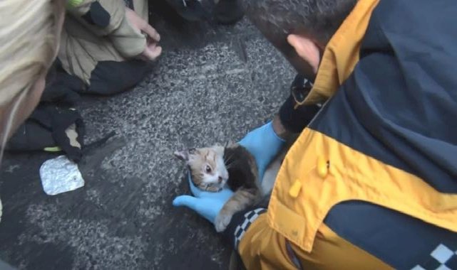 İstanbul'da yangından kurtarılan kediye kalp masajı