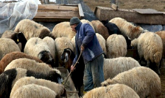 İstanbul'dan köyüne döndü aldığı 100 koyunu 520'ye çıkardı