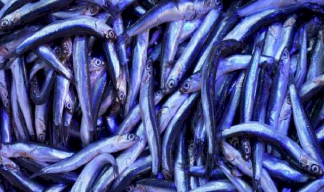 Karadeniz’in tezgahın gözdesi hamsi oldu