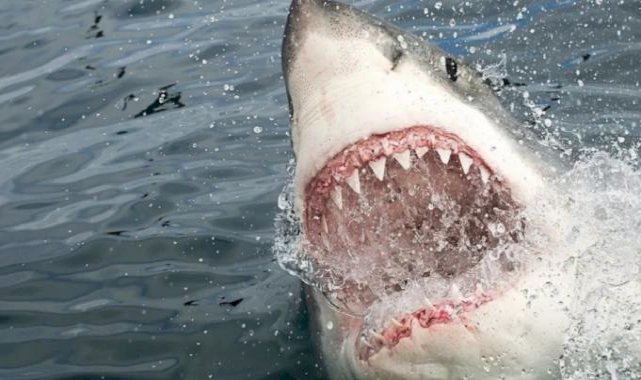 Mısır’da köpek balığı saldırısında turist hayatını kaybetti