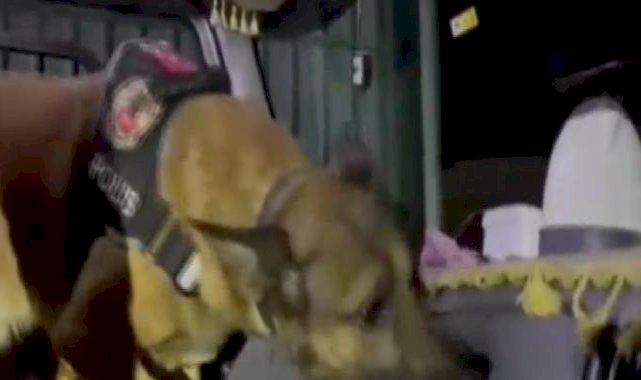 Osmaniye'de kasım ayının en başarılısı Narkotik köpeği ‘Pars’ oldu