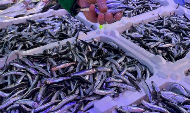 Rize'de havalar soğudu, balık çeşitliliği arttı