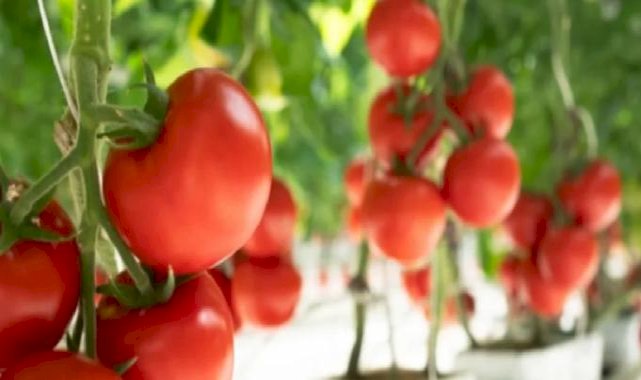 Türk Böbrek Vakfı uyarıyor: Organ nakli olan bireyler, çocuklar ve hamileler pestisit tehlikesi altında!