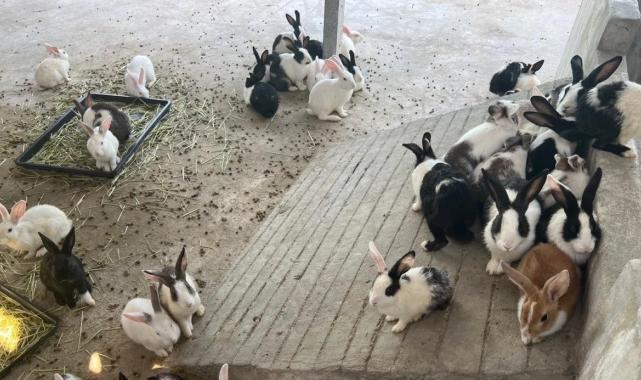 Tayland'da İstanbul Havalimanı'nda yakalanan gorilin kaçakçısına baskın