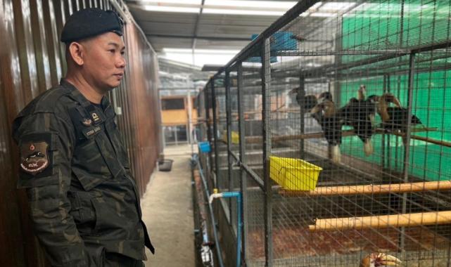 Tayland'da İstanbul Havalimanı'nda yakalanan gorilin kaçakçısına baskın