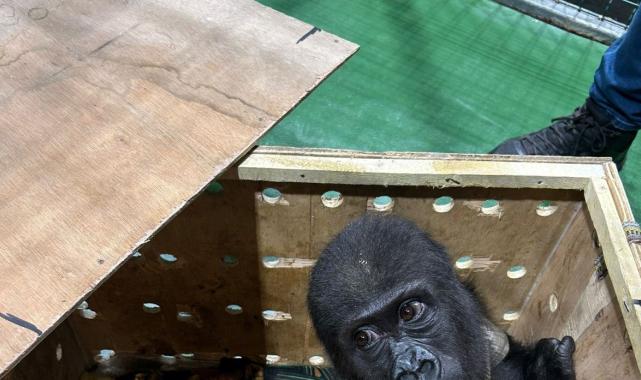 Tayland'da İstanbul Havalimanı'nda yakalanan gorilin kaçakçısına baskın