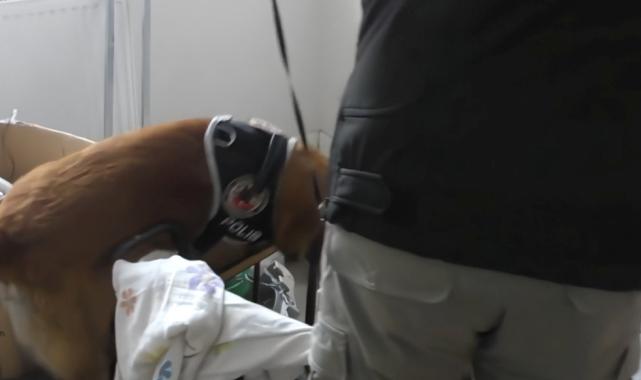 77 ilde NARKOKAPAN-5 operasyonu: Bin 713 şüpheli yakalandı