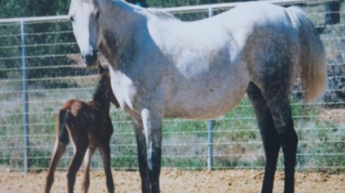 ABD&#039;de dünyanın en yaşlı atı ani karaciğer yetmezliğinden öldü