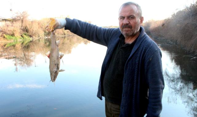 Adana Ceyhan Nehri’nde balık ölümleri