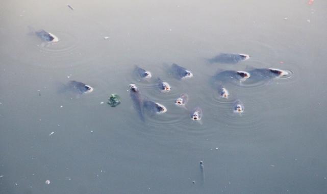 Adana Ceyhan Nehri’nde balık ölümleri