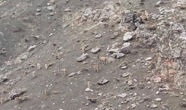 Adıyaman'da yaban keçisi avlayanlara tazminat cezası