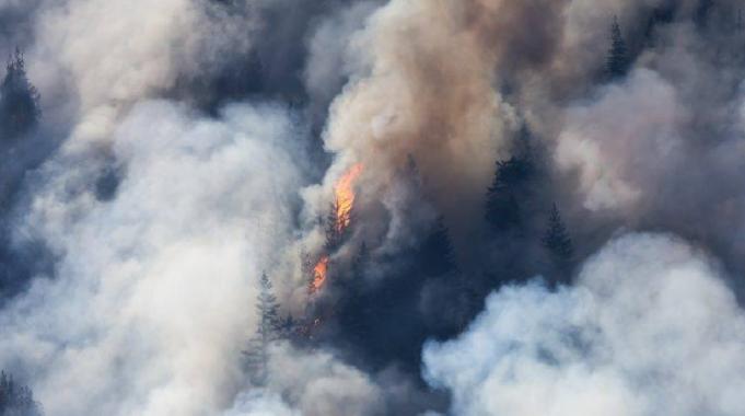 Amerika Yangını Felaketi: Son Durum 