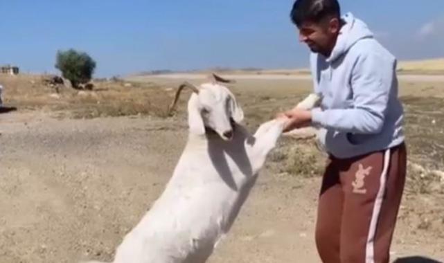 Ankara'da barınaktan çalınan keçiler kasapta bulundu