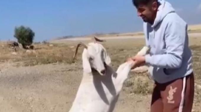 Ankara'da barınaktan çalınan keçiler kasapta bulundu