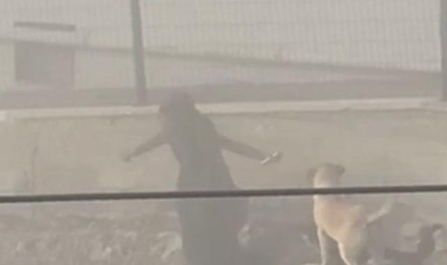 Ankara'da başıboş köpek dehşeti: Hamile kadına saldırdılar