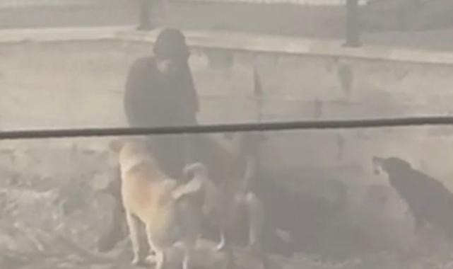 Ankara'da başıboş köpek dehşeti: Hamile kadına saldırdılar