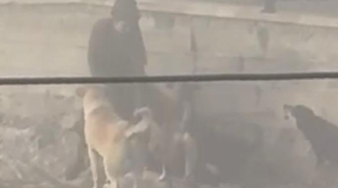 Ankara&#039;da başıboş köpek dehşeti: Hamile kadına saldırdılar