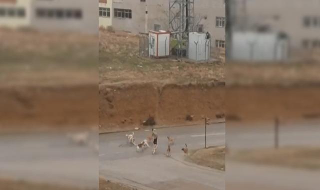 Ankara'da yolda yürüyen vatandaşa başıboş köpekler saldırdı