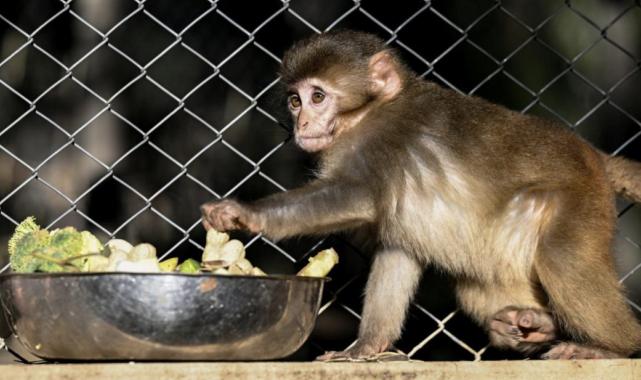 Antalya'da yaşam parkının yeni maskotu 'Fıstık'
