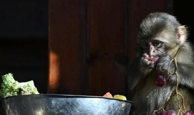 Antalya'da yaşam parkının yeni maskotu 'Fıstık'