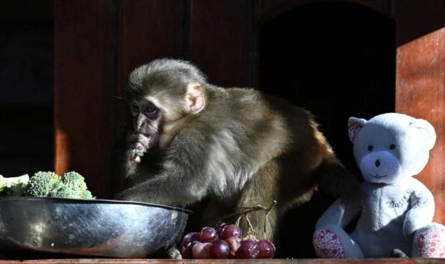 Antalya'da yaşam parkının yeni maskotu 'Fıstık'