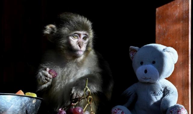 Antalya'da yaşam parkının yeni maskotu 'Fıstık'