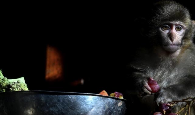 Antalya'da yaşam parkının yeni maskotu 'Fıstık'