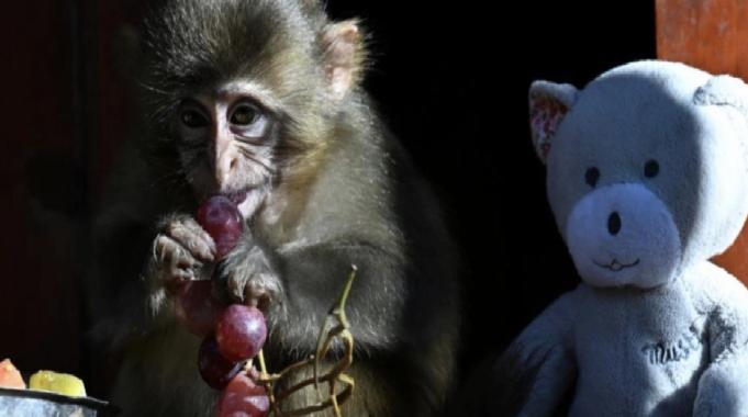 Antalya&#039;da yaşam parkının yeni maskotu &#039;Fıstık&#039;