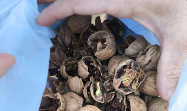 Bilecik'te ceviz satıcısının oyunu kısa sürede ortaya çıktı: Tamamı çürük veya boş çıktı