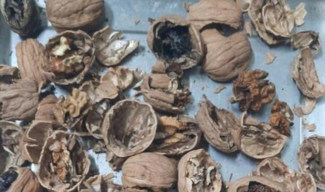 Bilecik'te ceviz satıcısının oyunu kısa sürede ortaya çıktı: Tamamı çürük veya boş çıktı