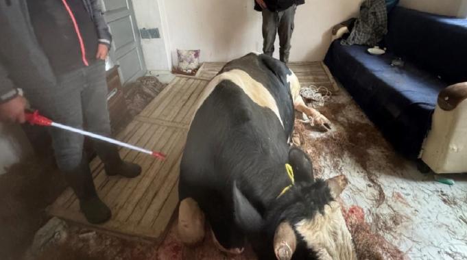 Burdur&#039;da kaçan tosun penceresini kırarak girdiği eve hasar verdi