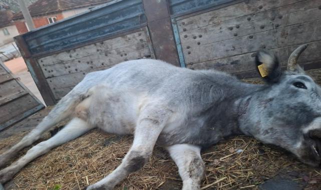 Bursa'da 750 yıllık safkan yerli hayvanlar telef oldu