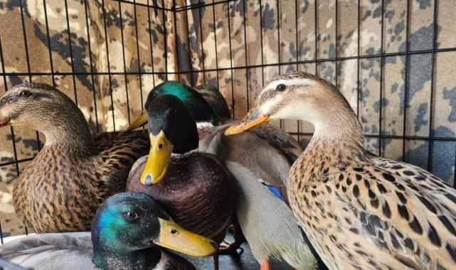 Çanakkale'de kaçak av operasyonu: 70 bin lira ceza kesildi